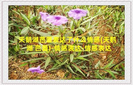 天鹅湖芭蕾表达了什么情感(天鹅湖 芭蕾)-情感表达-情感表达